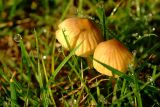 Two Toadstools