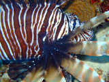 Lion Fish From Side
