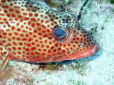 Coral Groupers Head