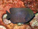Damsel Fish From Side