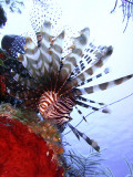 Hunting Lionfish 6