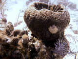 Large Sponge at Two Step