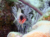 Squirrelfish From the Front