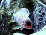 Squirrelfish with Worm in Background