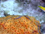 Two Cleaner Wrasse on Hard Coral 2