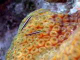 Two Cleaner Wrasse on Hard Coral 3