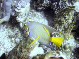 Queen Angelfish and Cleaner Wrasse 2