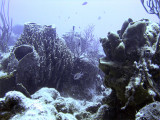 Tons of Sponge