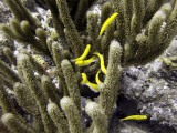 Cleaner Wrasse Amongst Coral