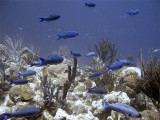 Creole Wrasse Swimming Away