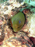 Green Moray in his Hole