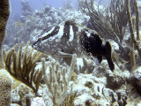 Nassau Grouper From Side
