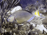 Parrotfish Eating Coral