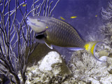 Parrotfish Eating Coral 2