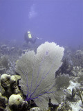 Sea Fan With Diver in the Background