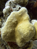 Hard Coral Foundation