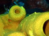 Hiding in a Yellow Barrel Sponge