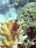 Christmas Tree Worms Growing From Fire Coral