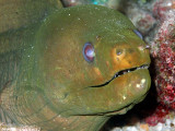Green Moray Eel Three Quarters