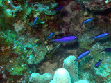 Group of Blue Chromis