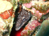 Hiding Spotted Moray Eel