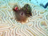 Two Christmas Tree Worms Growing in Brain Coral