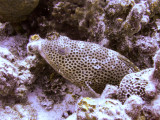 Hiding Coral Grouper
