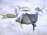 Ray  Scrounging Yellow Tailed Snappers