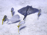 Ray  Scrounging Yellow Tailed Snappers 3