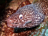 Spotted Moray Being Cleaned 3