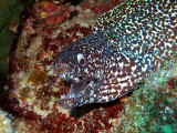 Spotted Moray Eel  Cleaner Wrasse