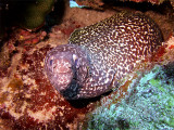 Spotted Moray Eel  Cleaner Wrasse 3
