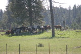 Horses - White Mtn IMG_8416.JPG