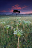 paepalanthus-at-sunset2.jpg