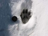Bear print?  Hard to tell, distorted by melting snow.