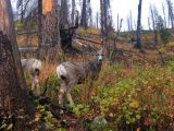 Teton wildlife