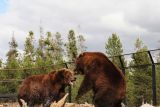 Play fighting bears