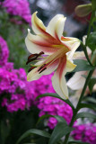 Lily & Phlox