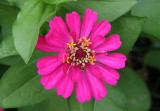 Zinnia Blossom