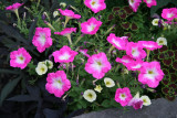 Petunias