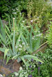 Garden Plot - Cilantro Blossoms