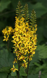 Ligularia