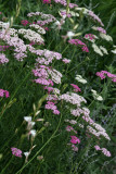 Yarrow Blossoms