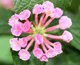 Verbena