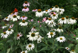 Echinacea