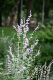 Garden View - Russian Sage or Salvia