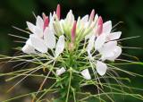 Cleome