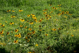 Dandelion & Cone Flower Hillside