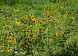 Dandelion & Cone Flower Hillside
