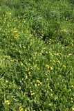 Dandelion & Cone Flower Hillside